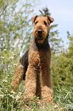 AIREDALE TERRIER 143